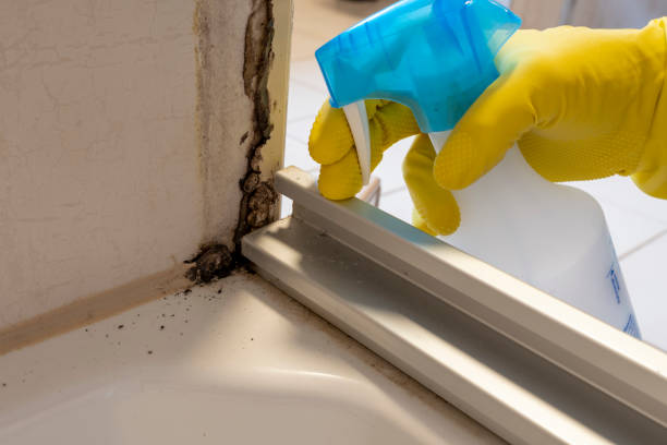 Best Residential Mold Remediation in Westover, WV