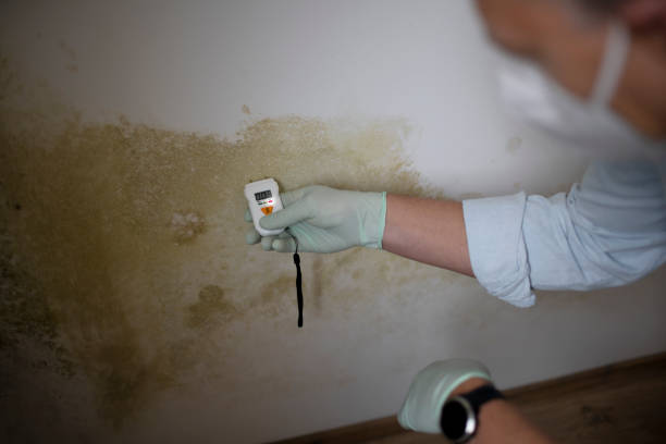 Best Health and Safety Mold Remediation in Westover, WV