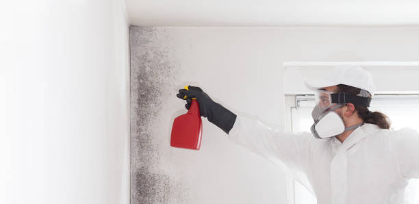 Best DIY Mold Remediation Support Services in Westover, WV