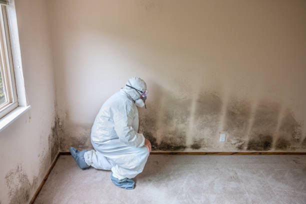 Best Bathroom Mold Remediation in Westover, WV