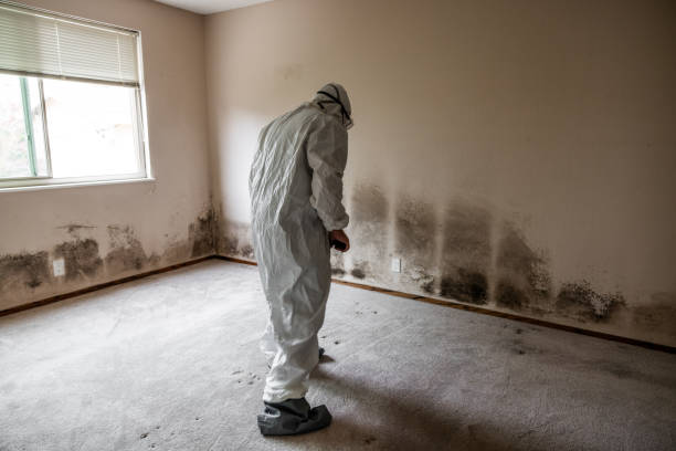Professional Mold Remediation in Westover, WV