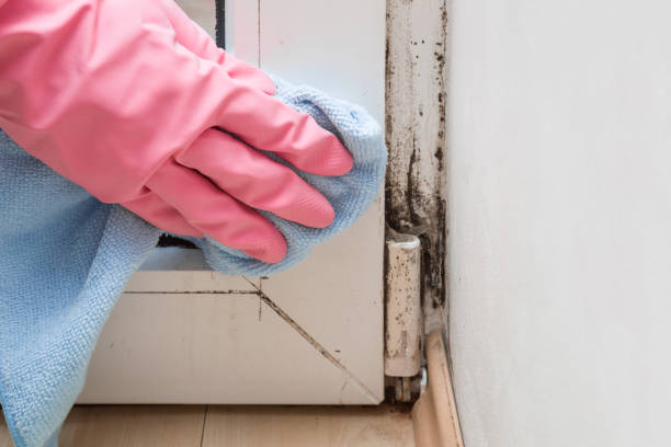 Best Post-Flood Mold Remediation in Westover, WV