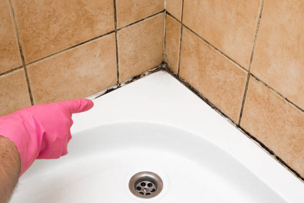 Best Insurance-Related Mold Remediation in Westover, WV